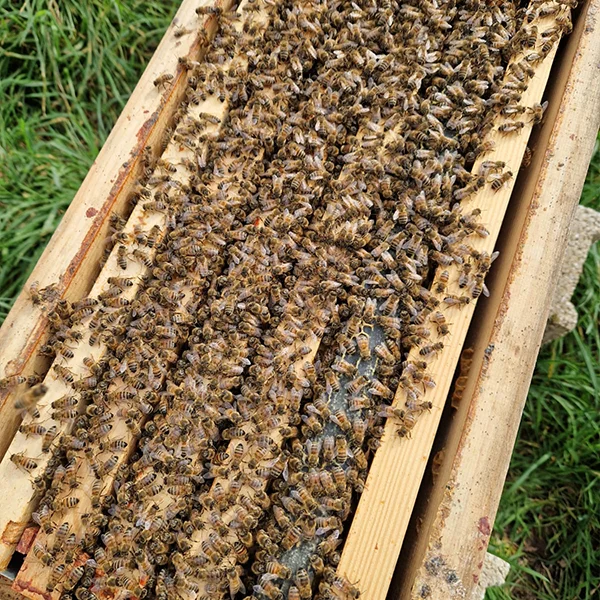 Essaim de saison Buckast Dadant